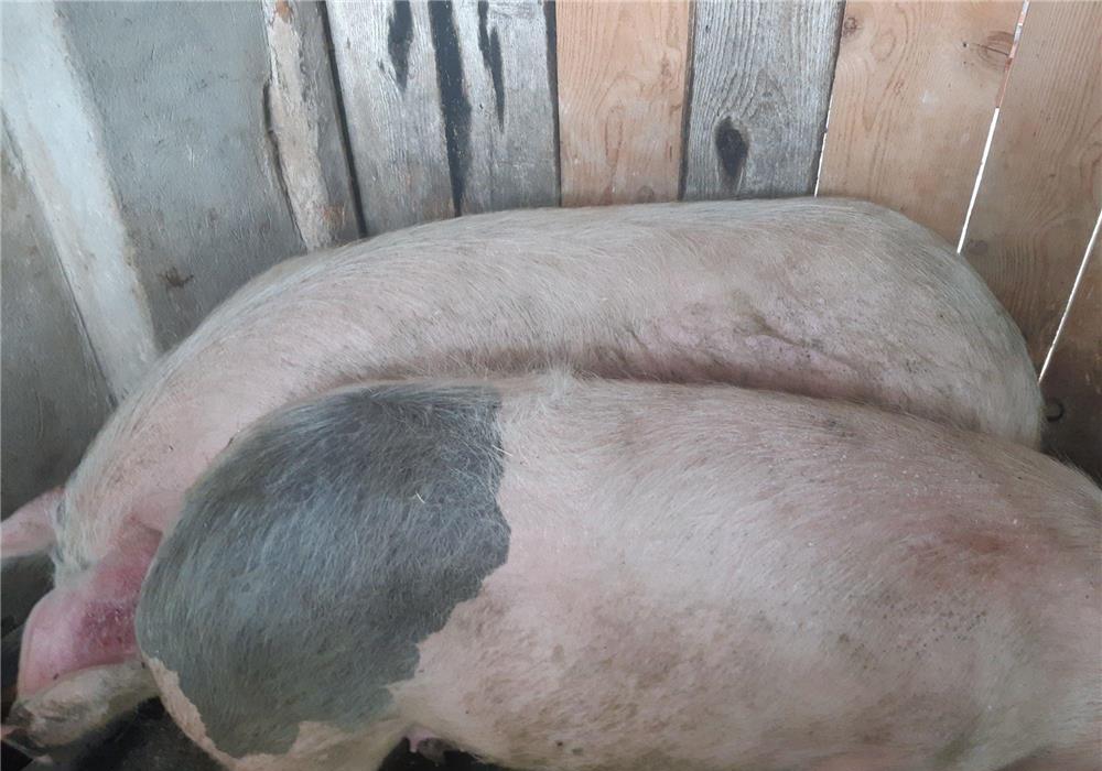 Vand PORCII DE CARNE PIC si Purceii