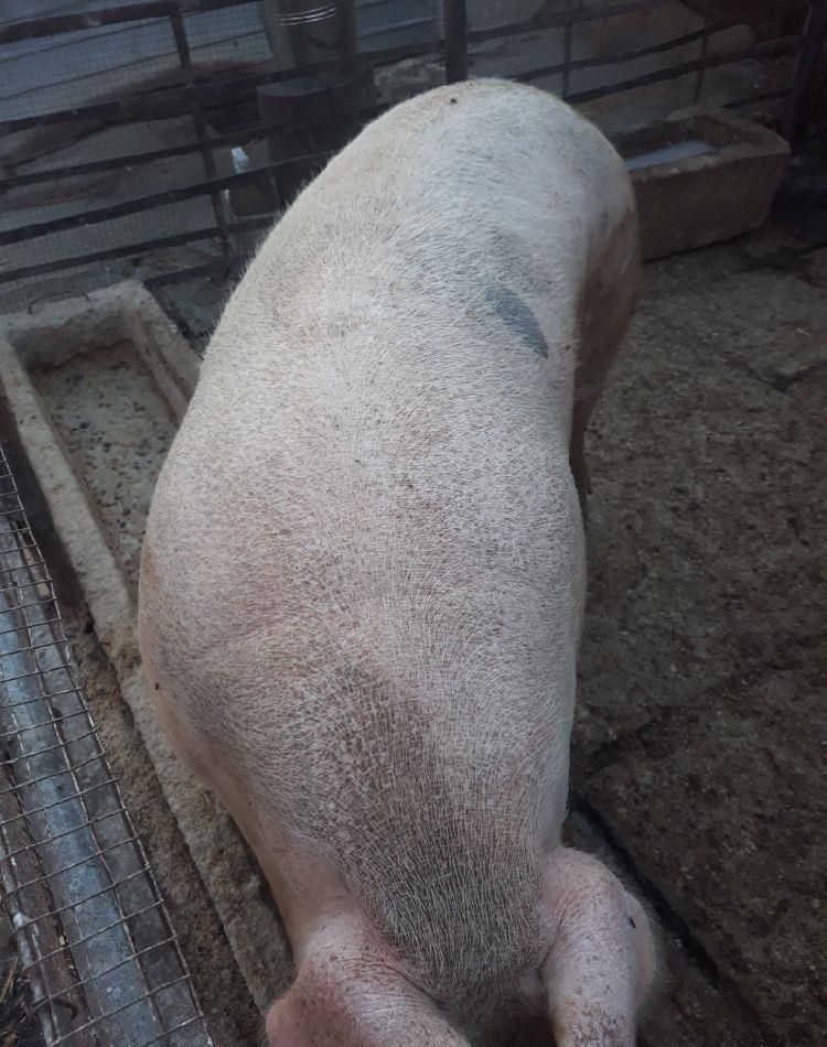 Vând porcii rasă de carne