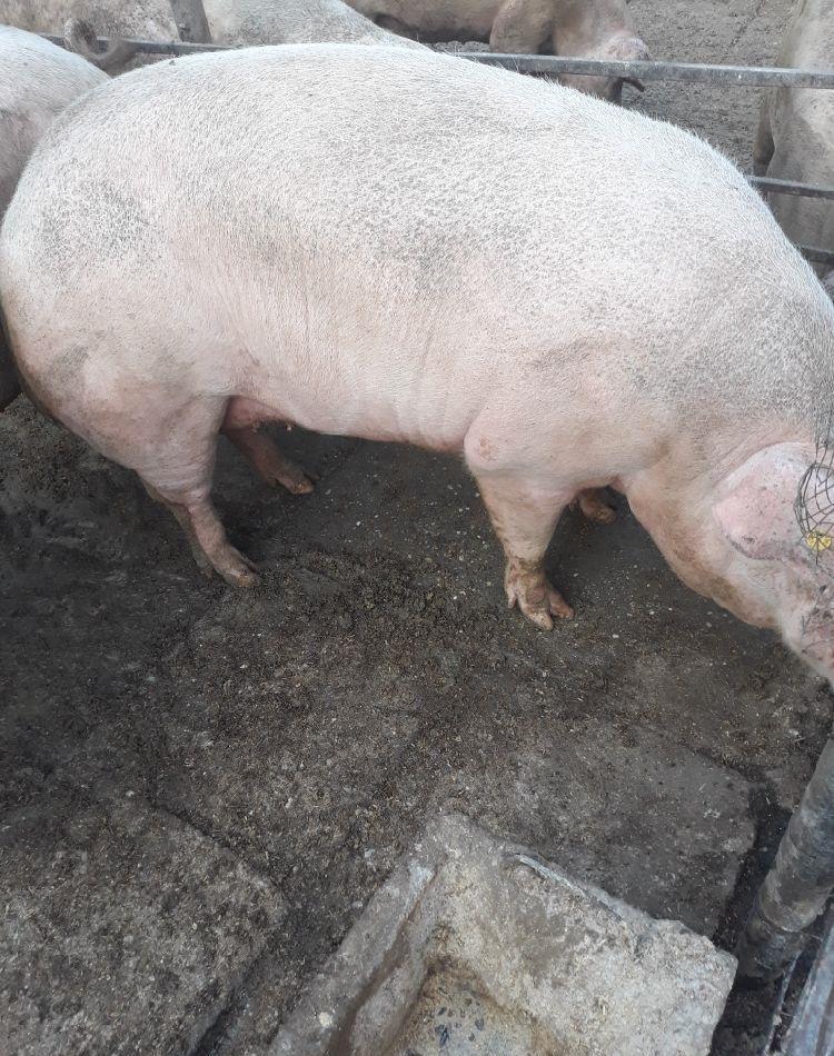 Vând porcii rasă de carne