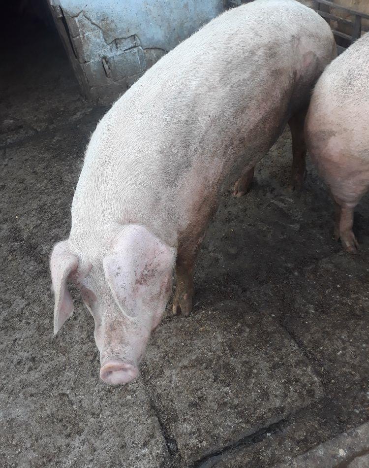 Vând porcii rasă de carne