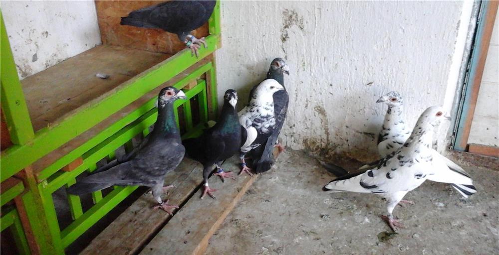 Vând porumbei bobati pe negru stil vechi