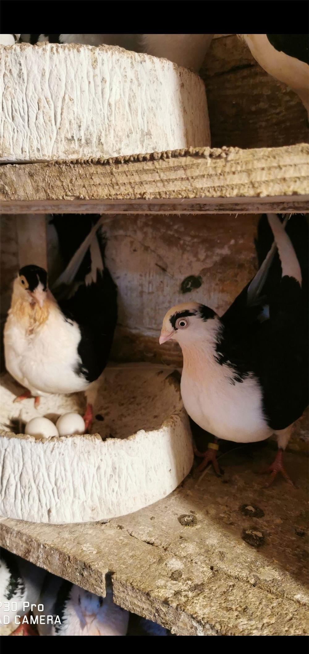 Vand porumbei jucatori