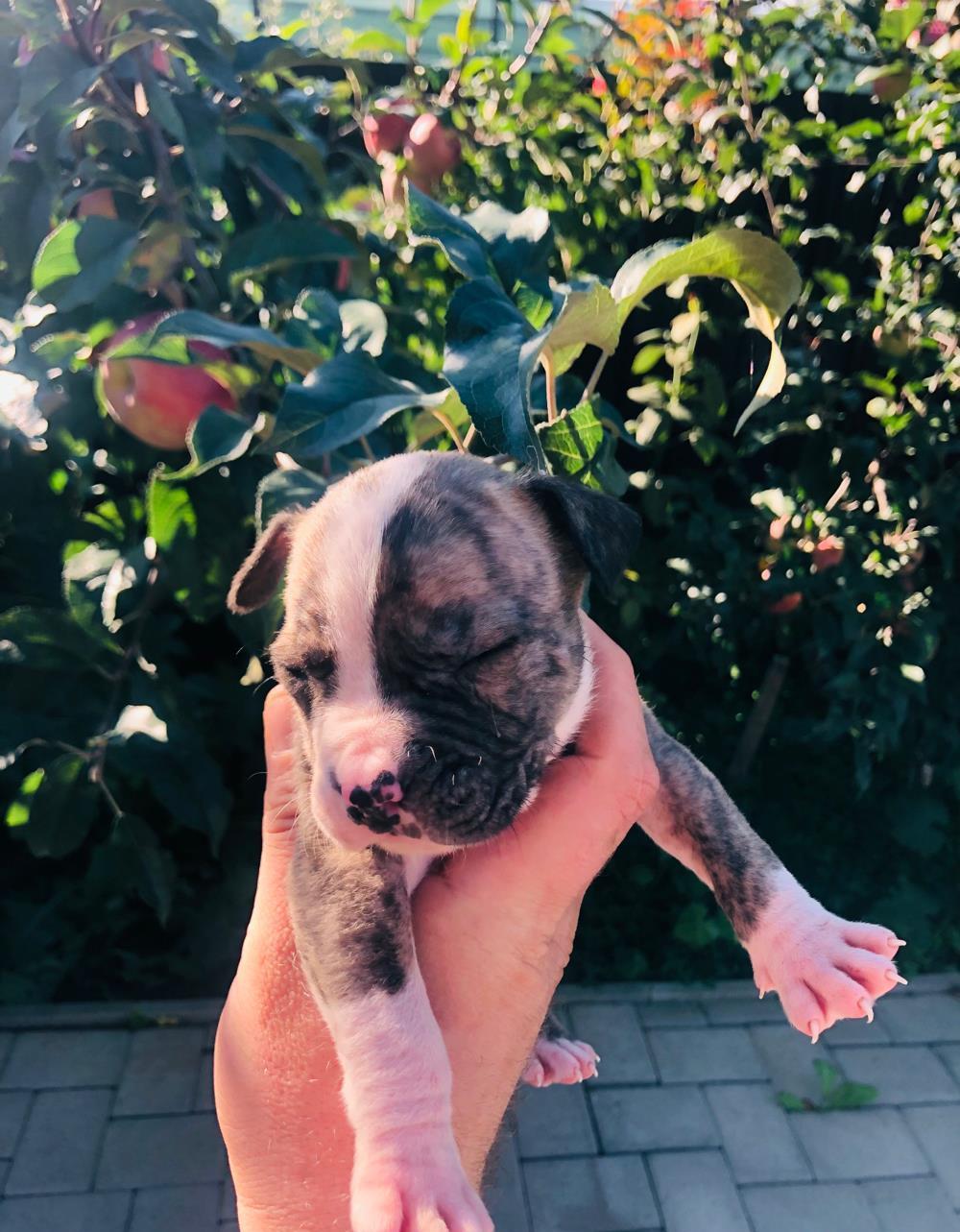 Vand pui American Staffordshire Terrier (Amstaff)