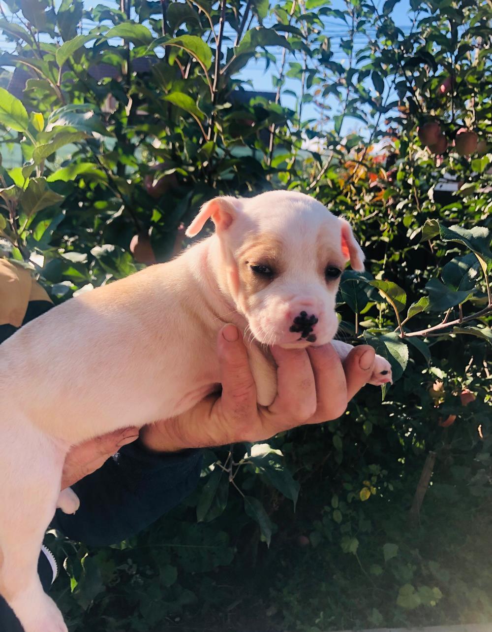 Vand pui American Staffordshire Terrier (Amstaff)