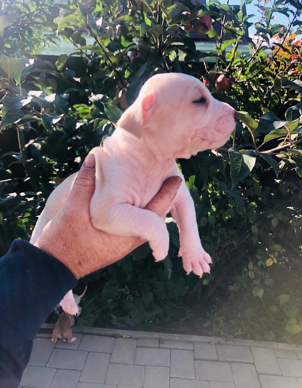 Vand pui American Staffordshire Terrier (Amstaff)