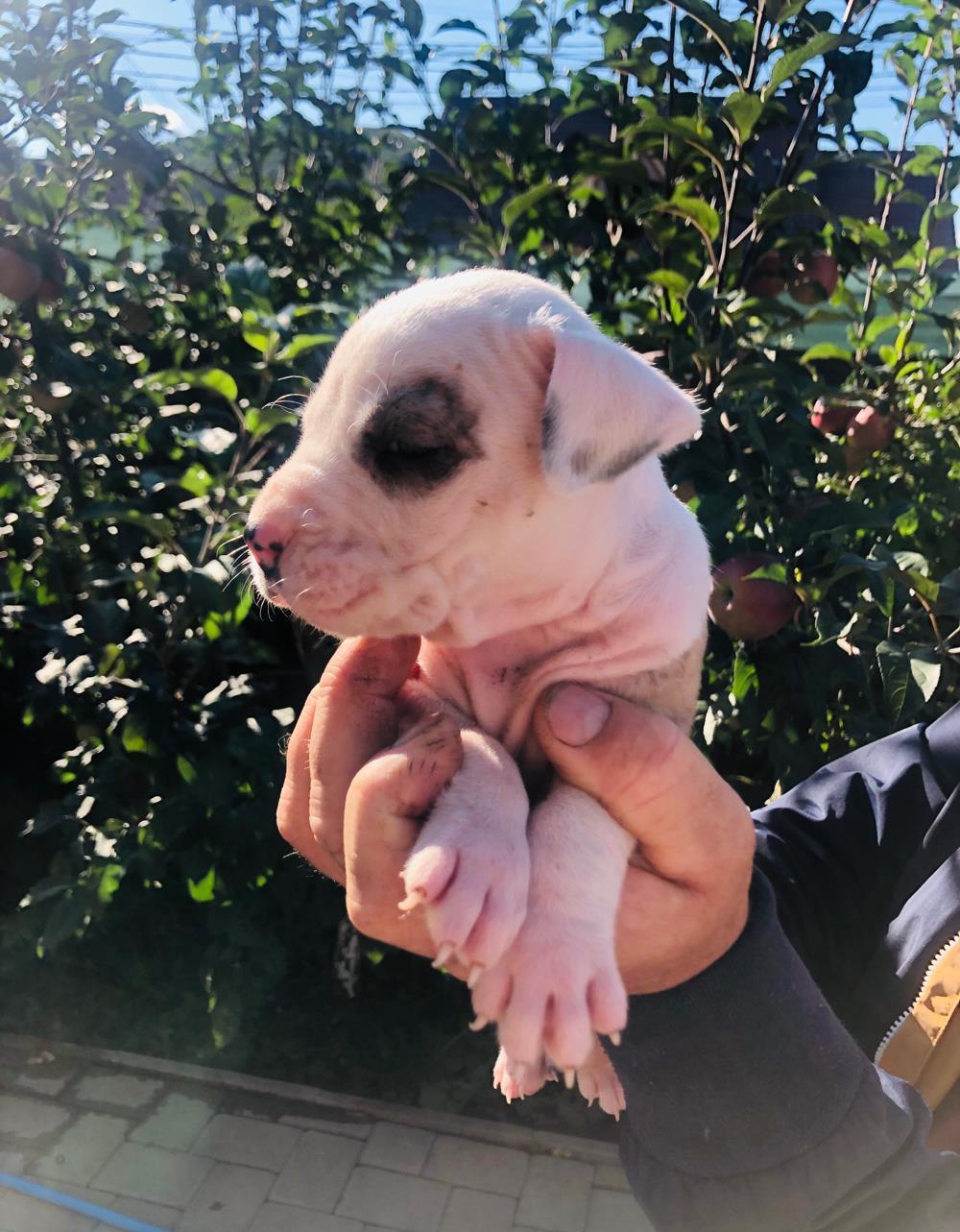 Vand pui American Staffordshire Terrier (Amstaff)