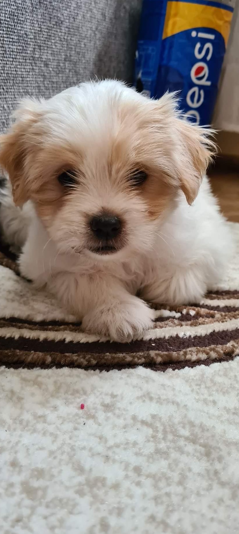 Vand pui Bichon