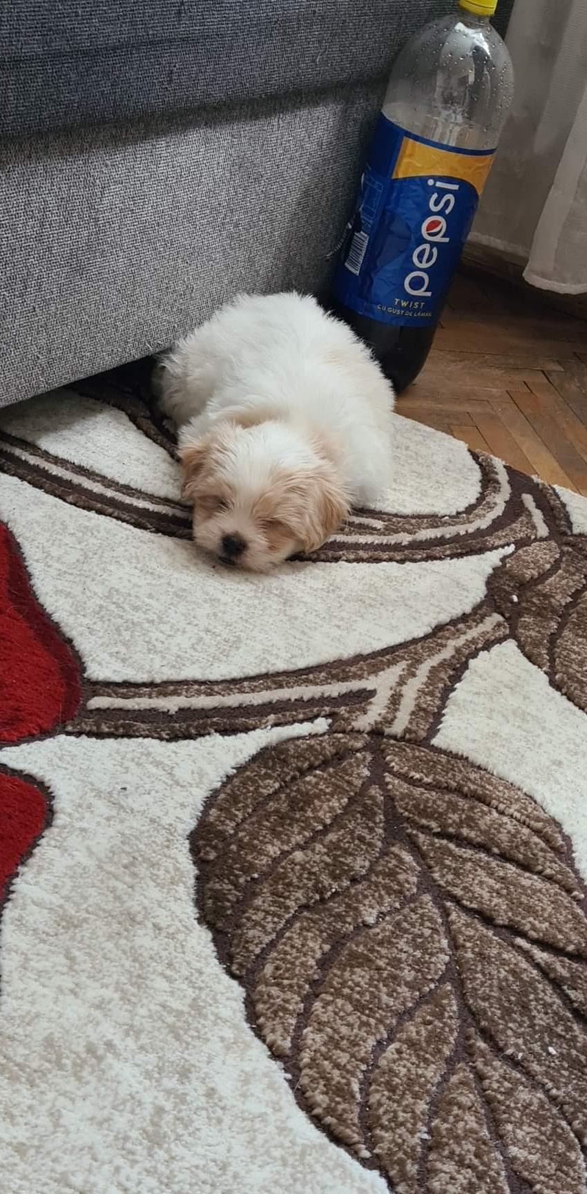 Vand pui Bichon