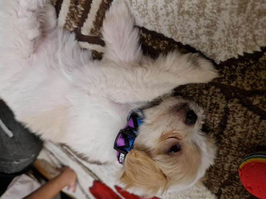 Vand pui Bichon