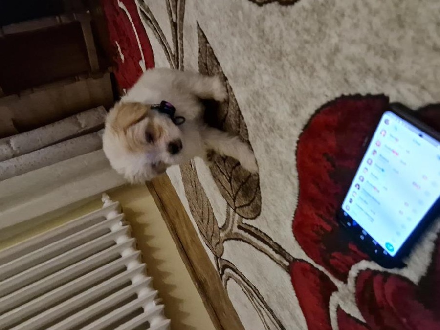 Vand pui Bichon
