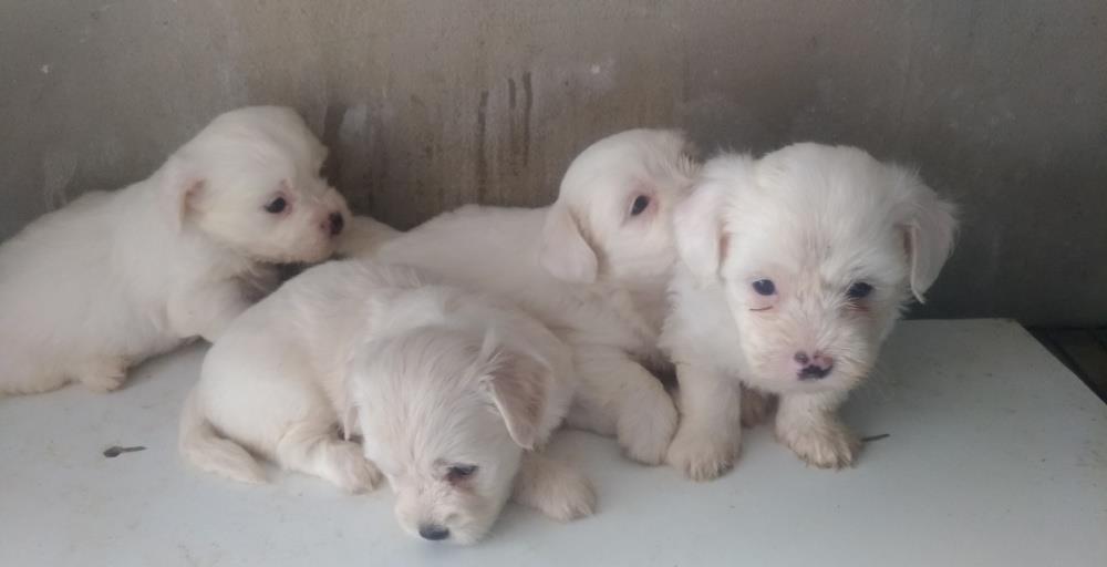 Vand pui bichon albi