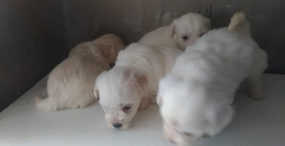 Vand pui bichon albi
