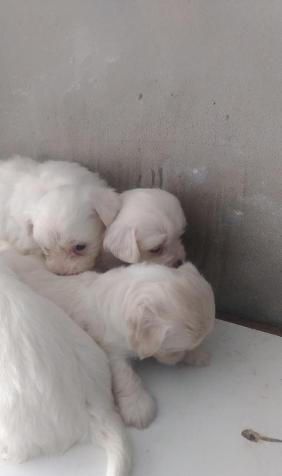 Vand pui bichon albi