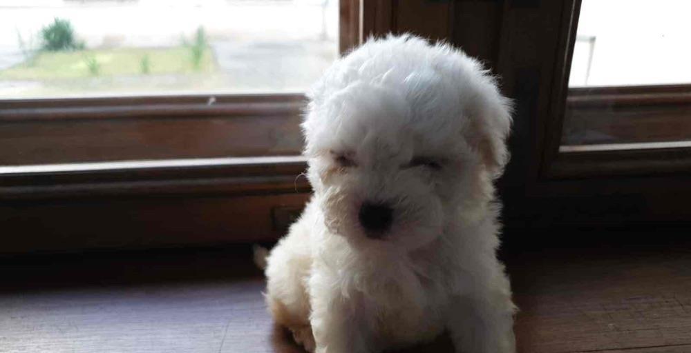 vand pui bichon frise