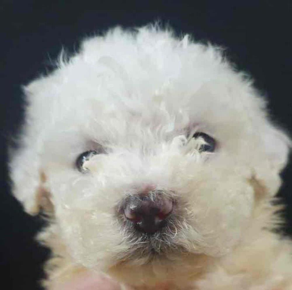 vand pui bichon frise