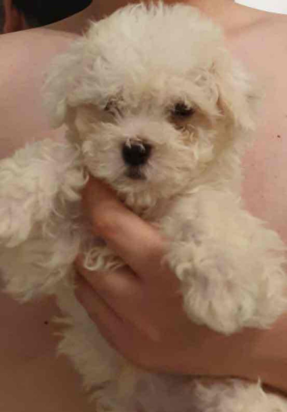 vand pui bichon frise