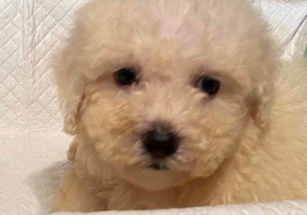 vand pui bichon frise