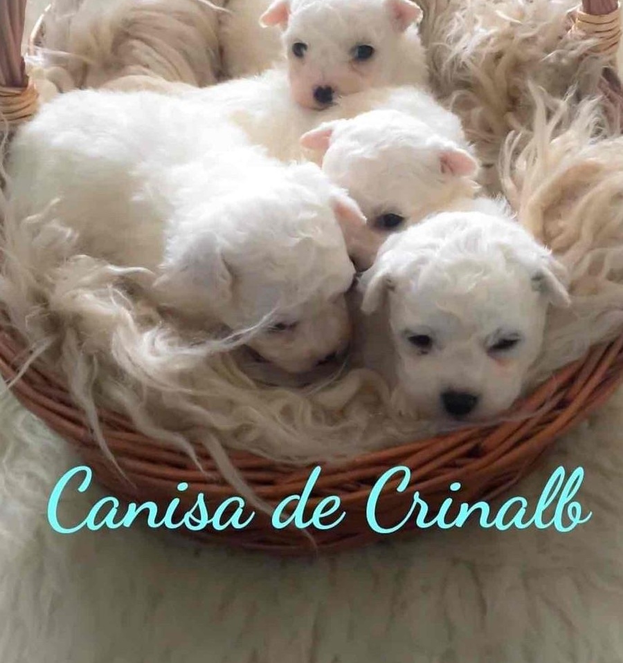 Vând pui Bichon Frise cu Pedigree
