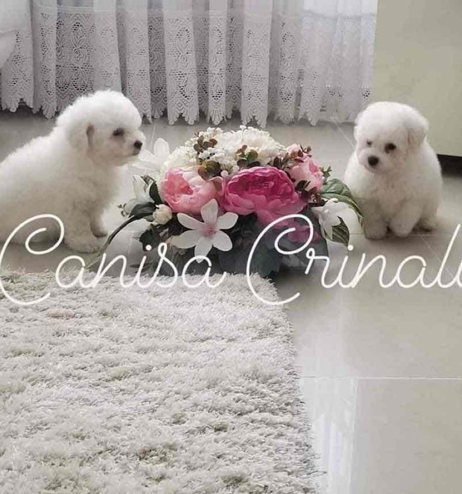 Vând pui Bichon Frise cu Pedigree