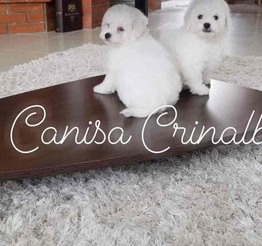 Vând pui Bichon Frise cu Pedigree