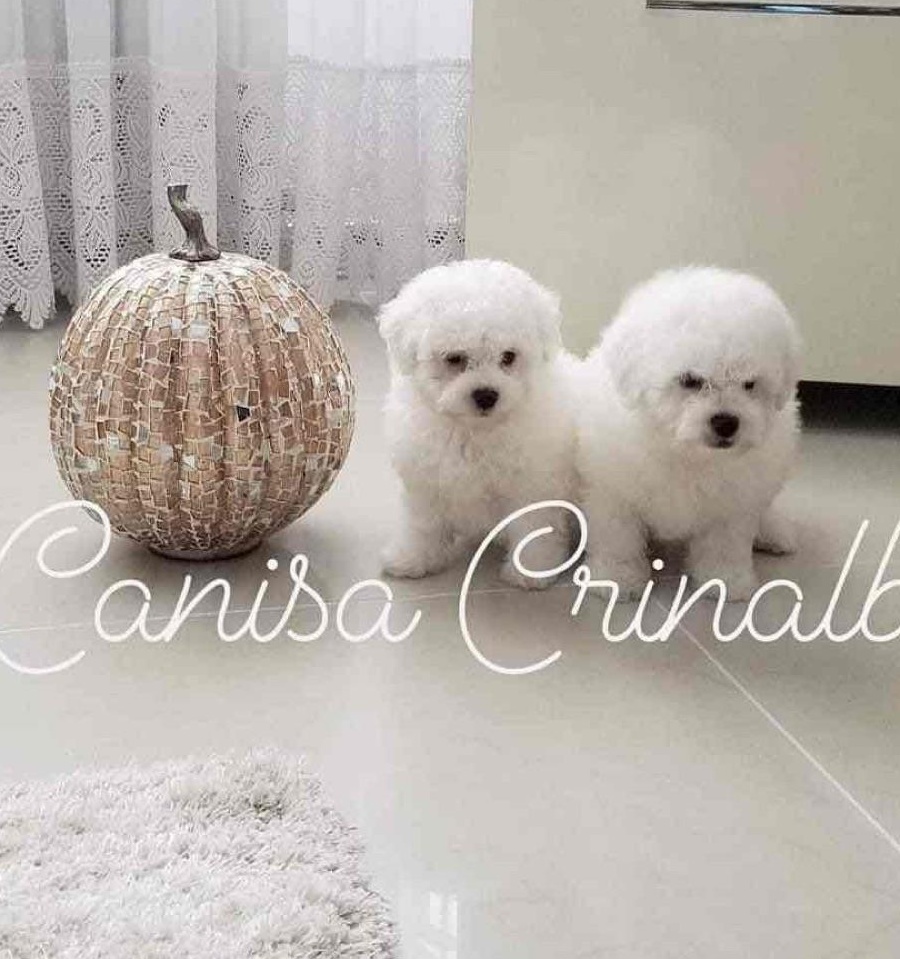 Vând pui Bichon Frise cu Pedigree
