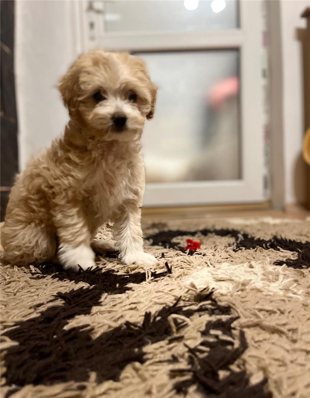 Vand pui bichon Iasi