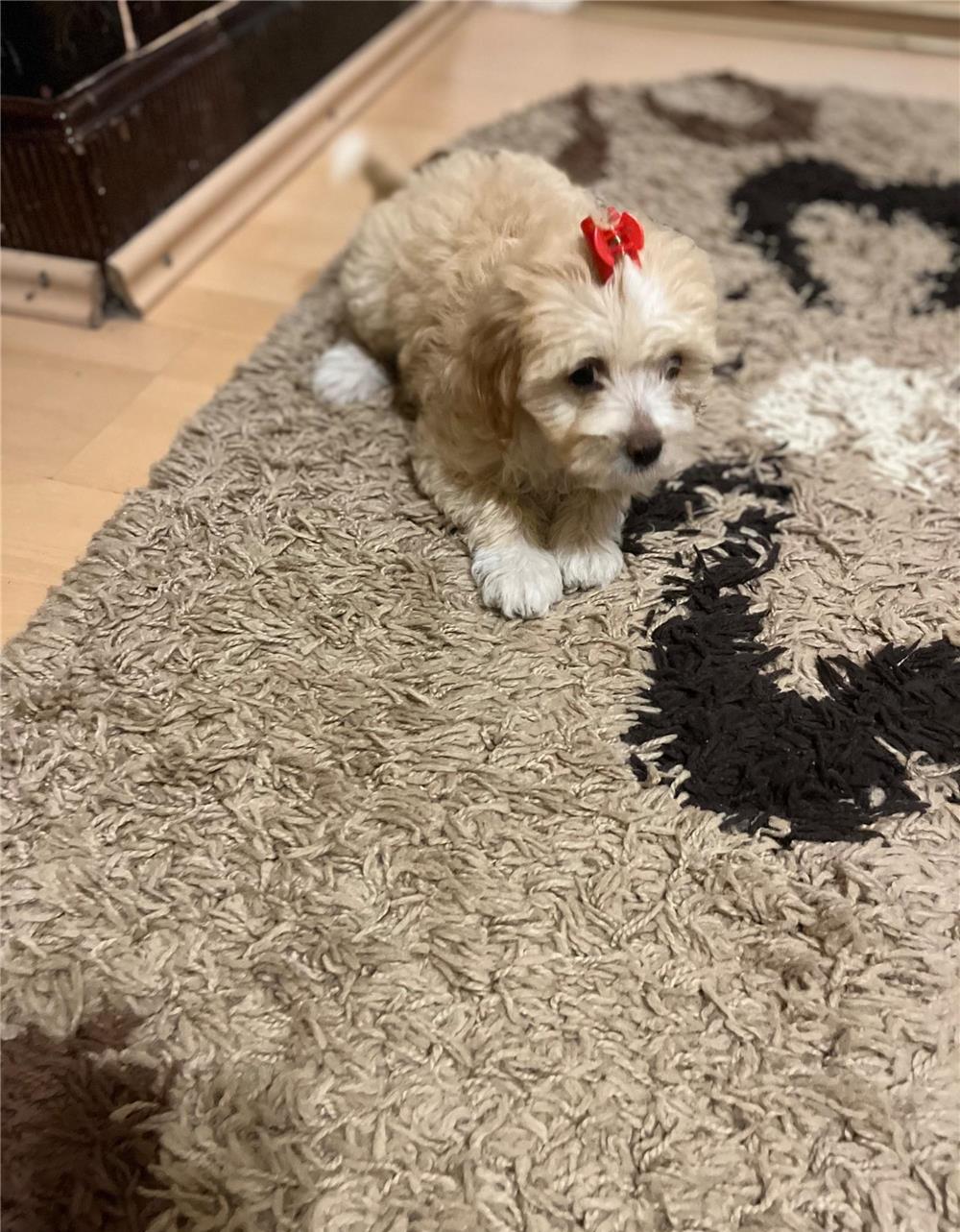 Vand pui bichon Iasi