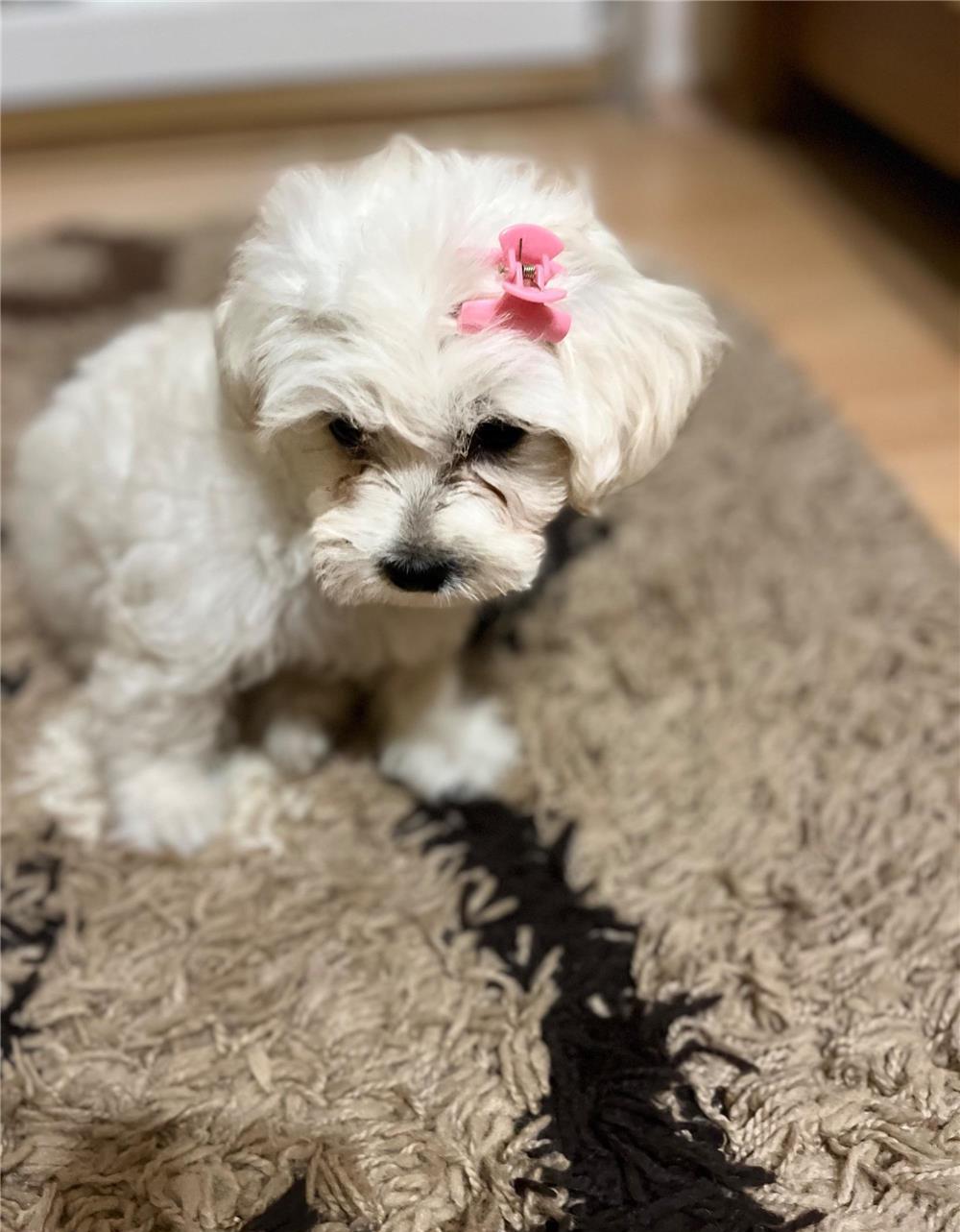 Vand pui bichon Iasi