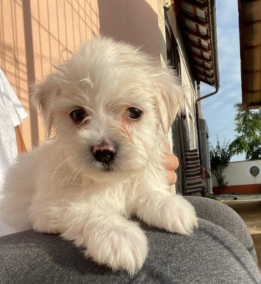 Vând pui Bichon Maltese