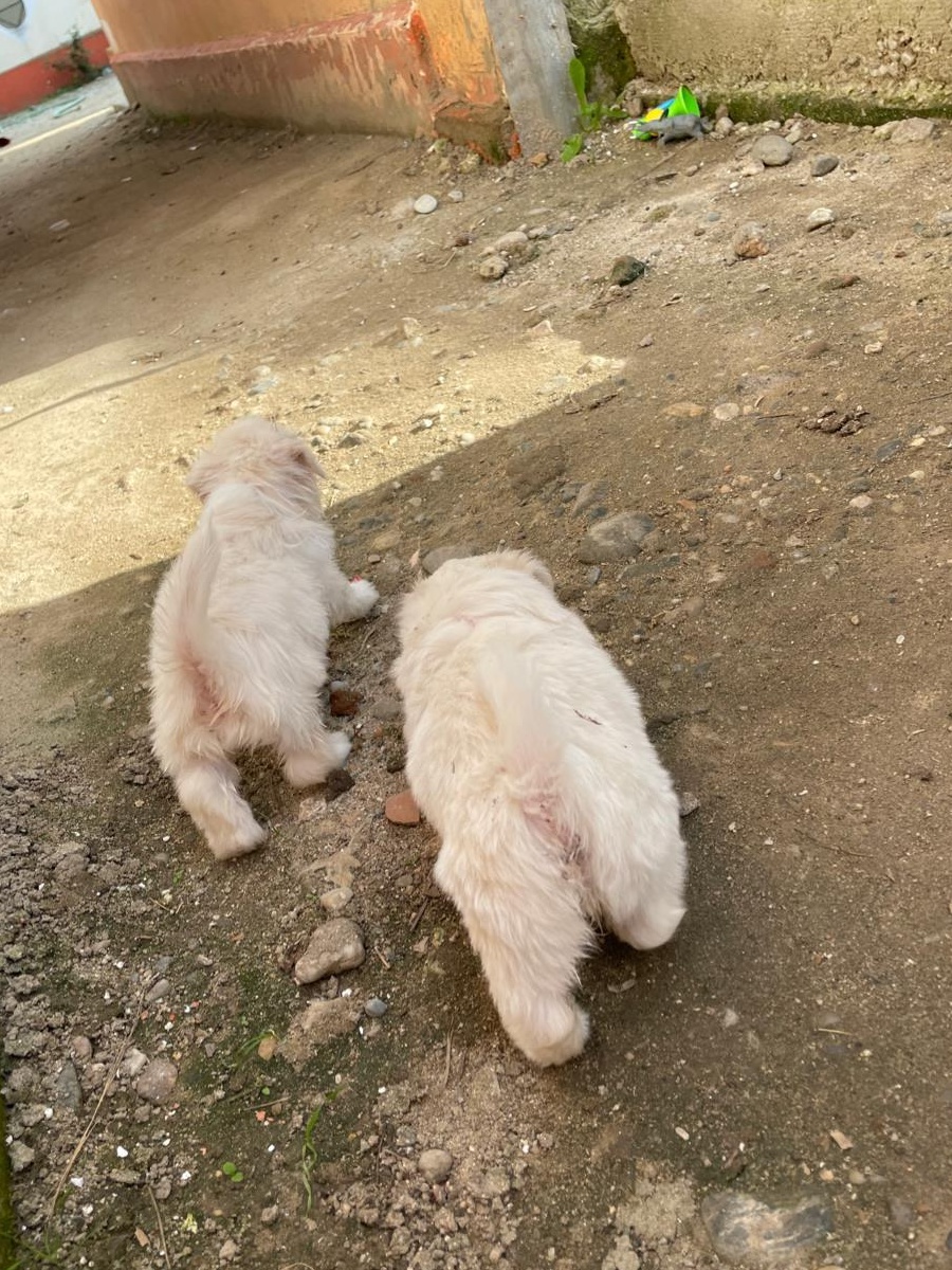 Vând pui Bichon Maltese