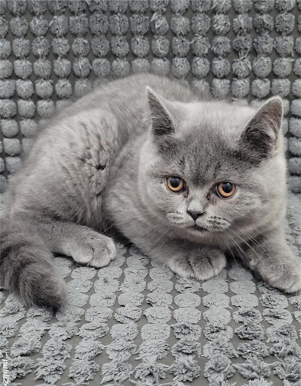 Vand pui British Sorthair cu pedigree