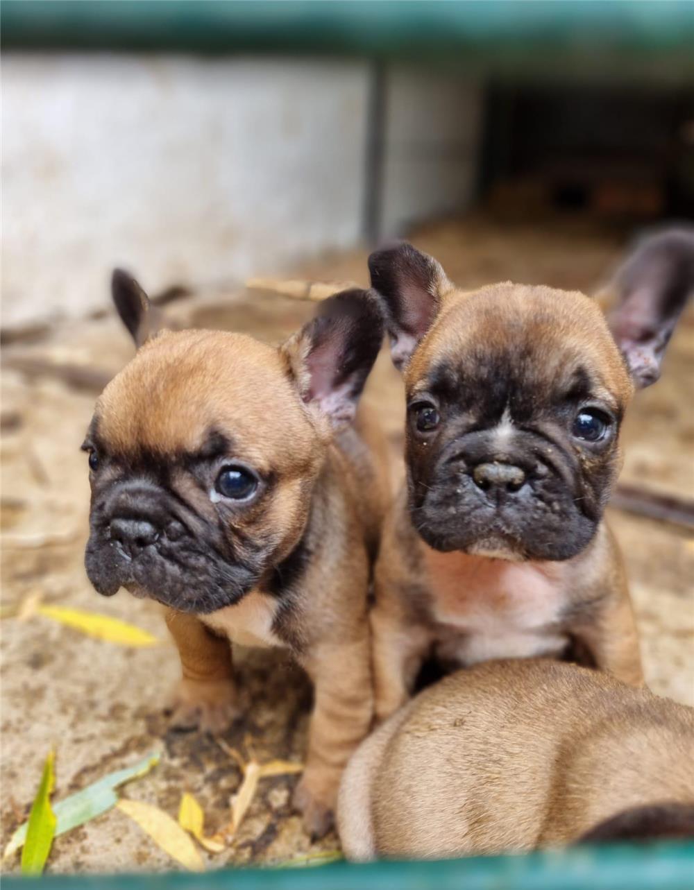 Vând pui Bulldog Francez!