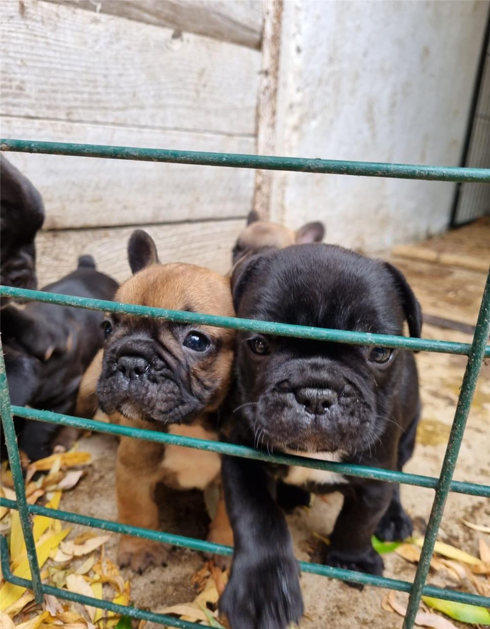 Vând pui Bulldog Francez!