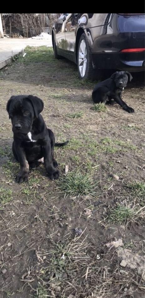 Vand pui Cane Corso 2 luni