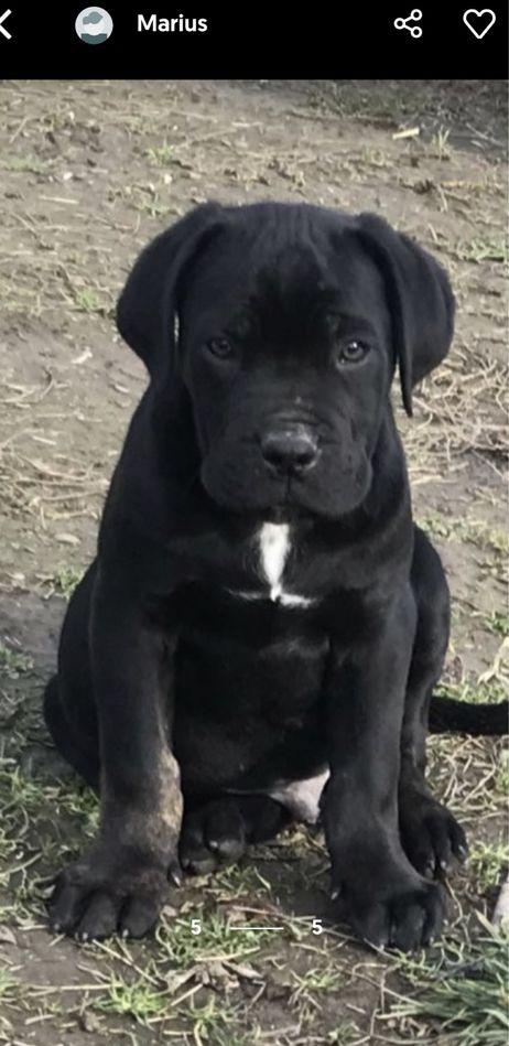 Vand pui Cane Corso 2 luni