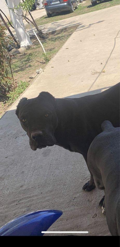 Vand pui Cane Corso 2 luni