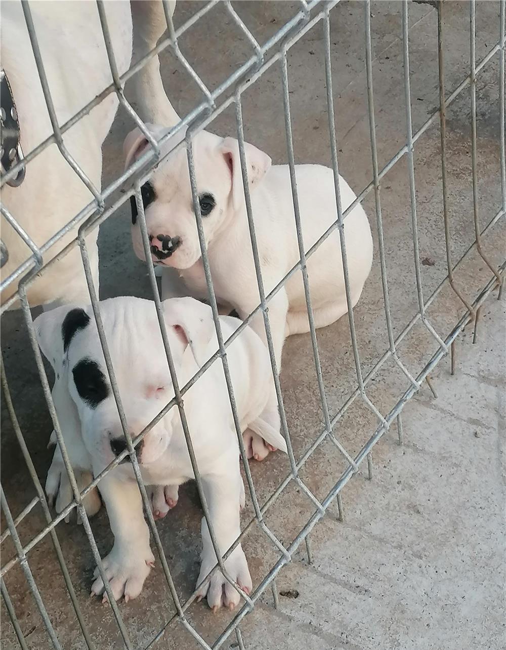 Vand pui căței dog argentinan