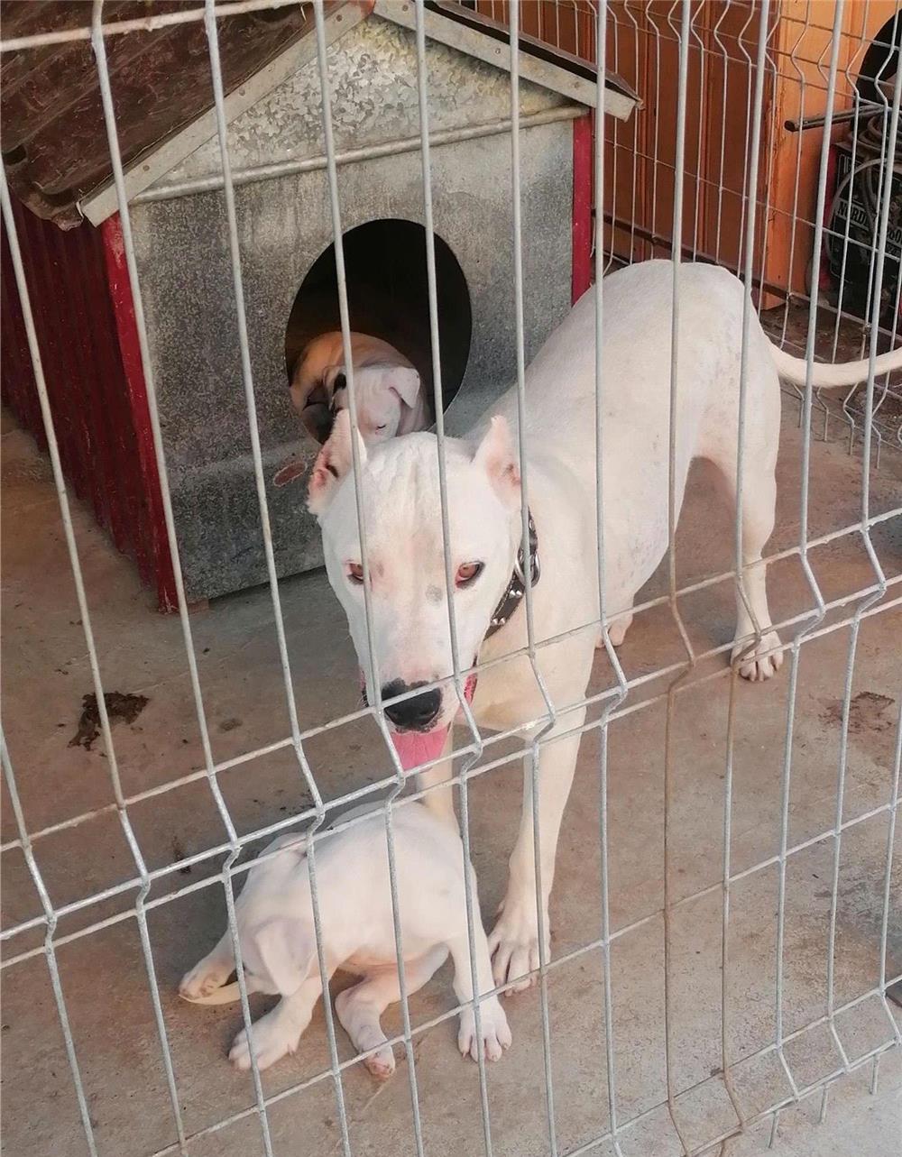 Vand pui căței dog argentinan