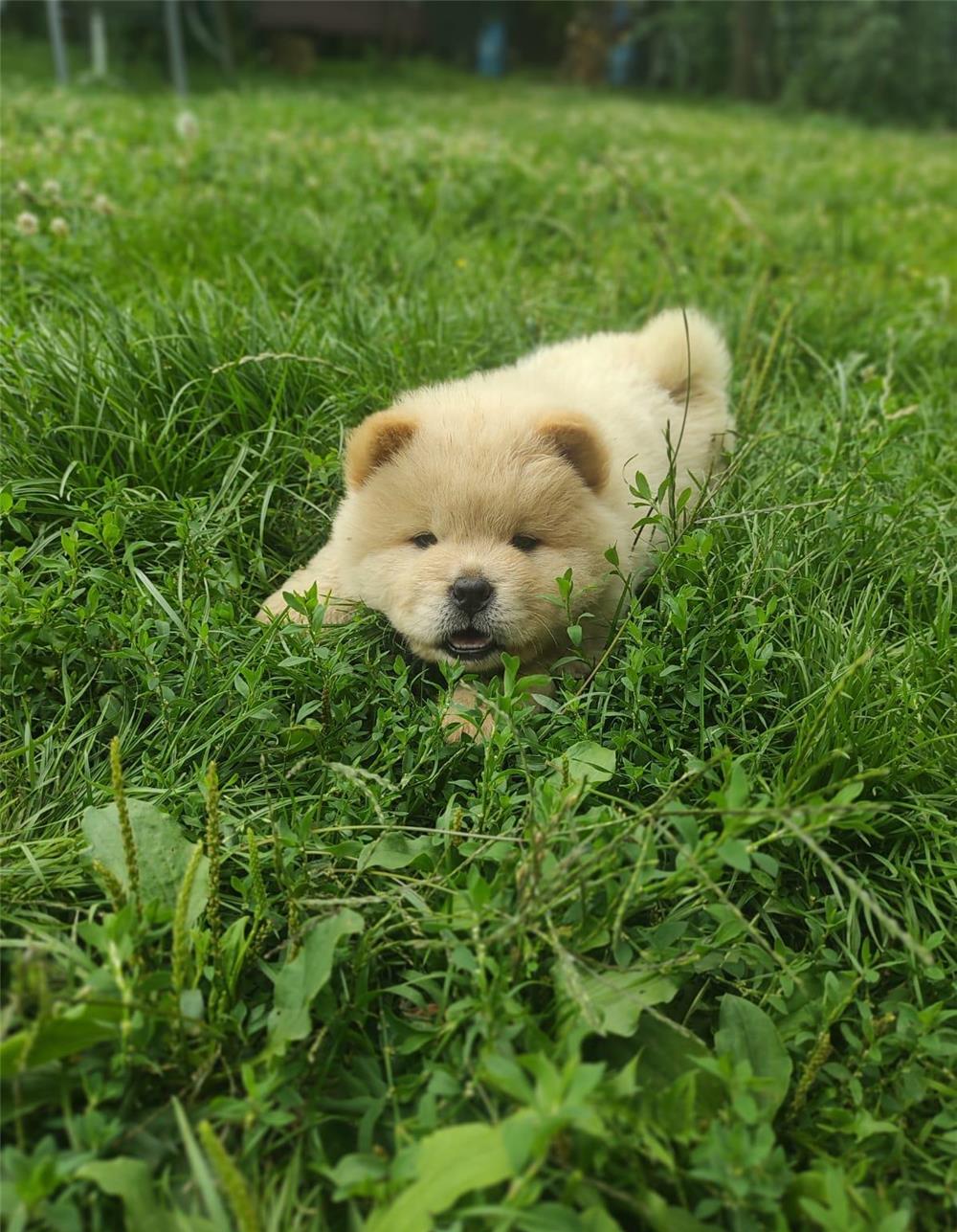 Vand pui chow chow