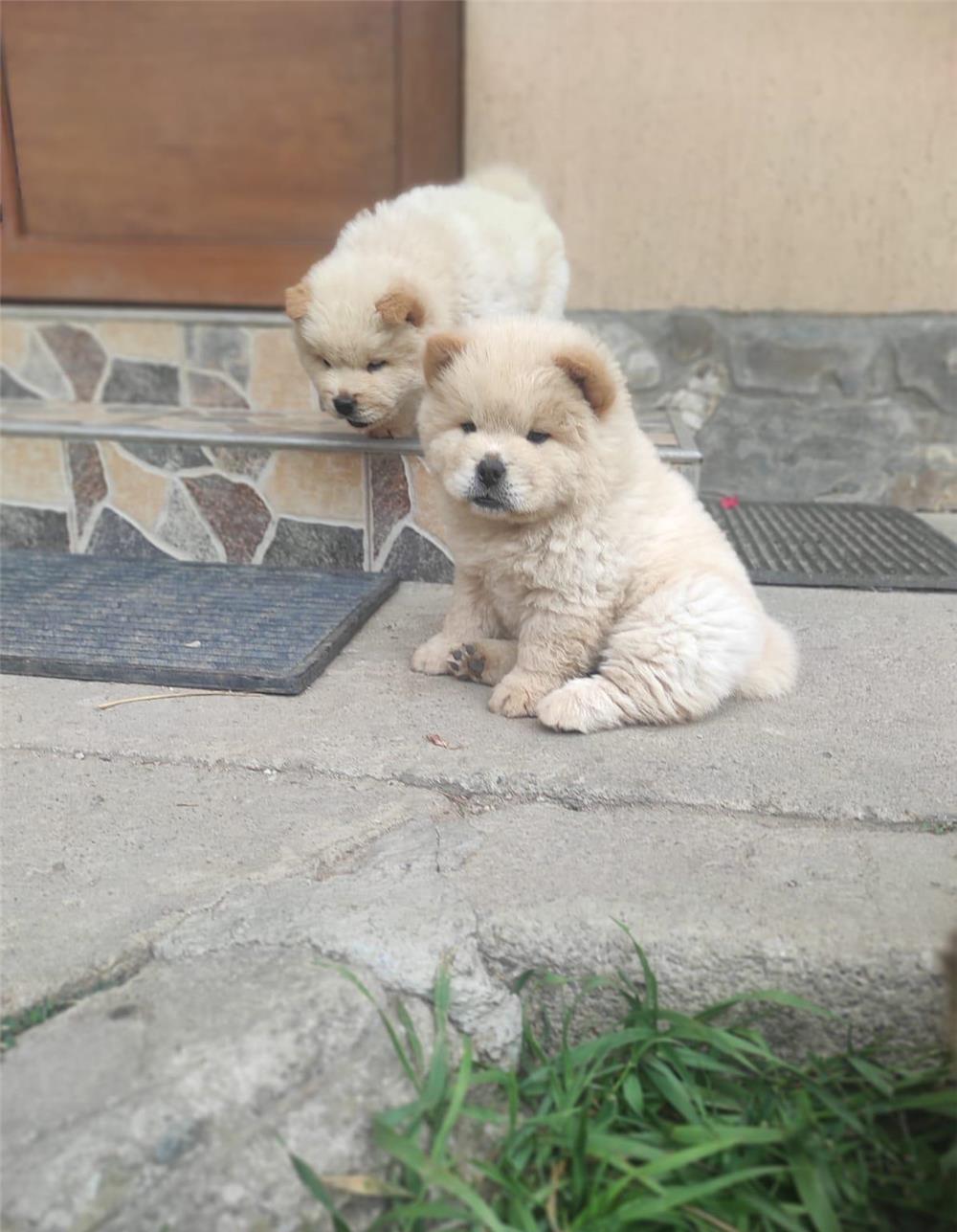 Vand pui chow chow