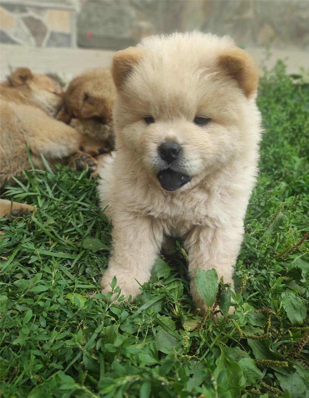 Vand pui chow chow