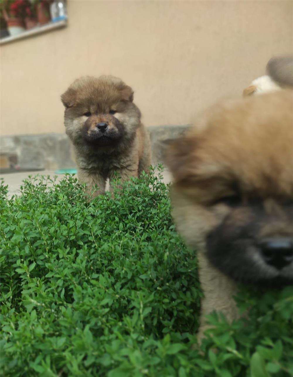 Vand pui chow chow