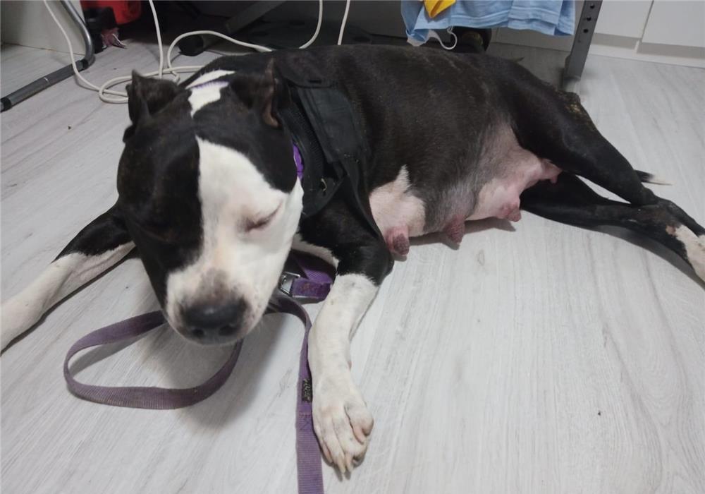 vand pui de Amstaff