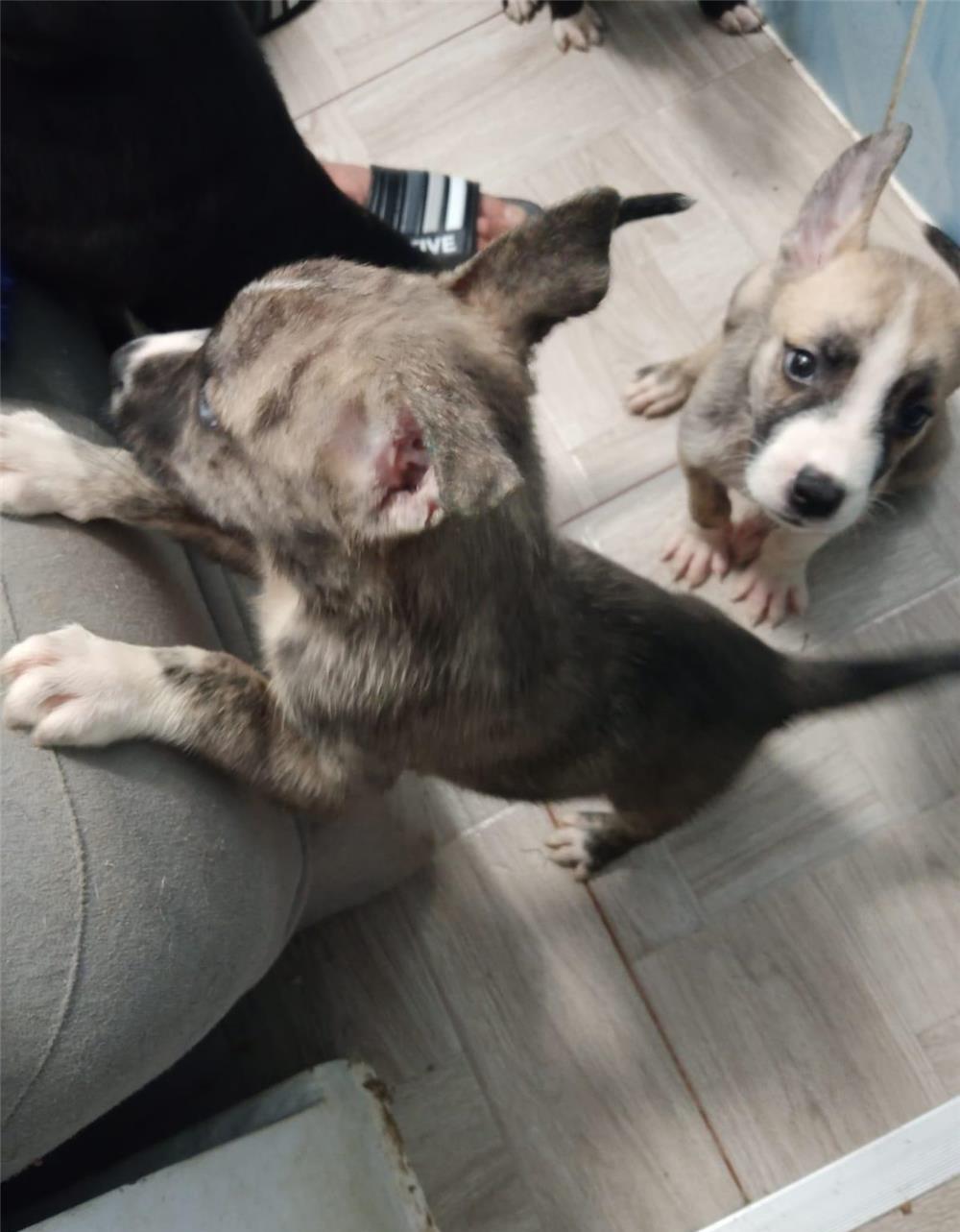vand pui de Amstaff