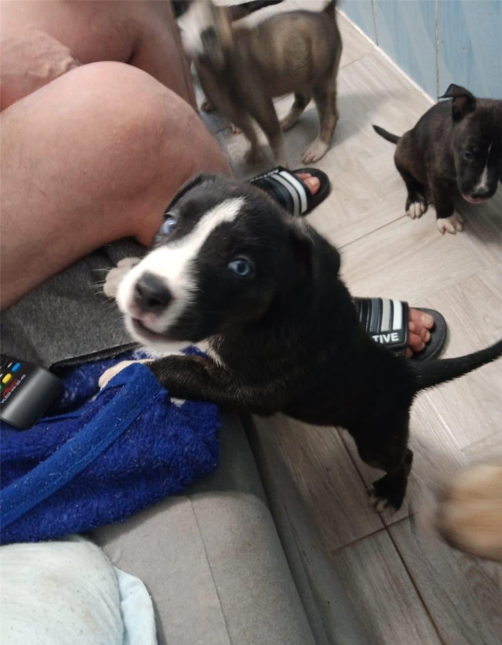 vand pui de Amstaff