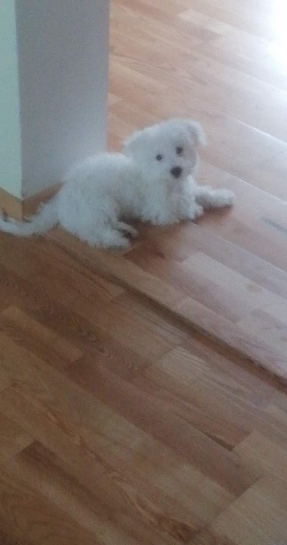 Vând pui de Bichon maltez mini toy