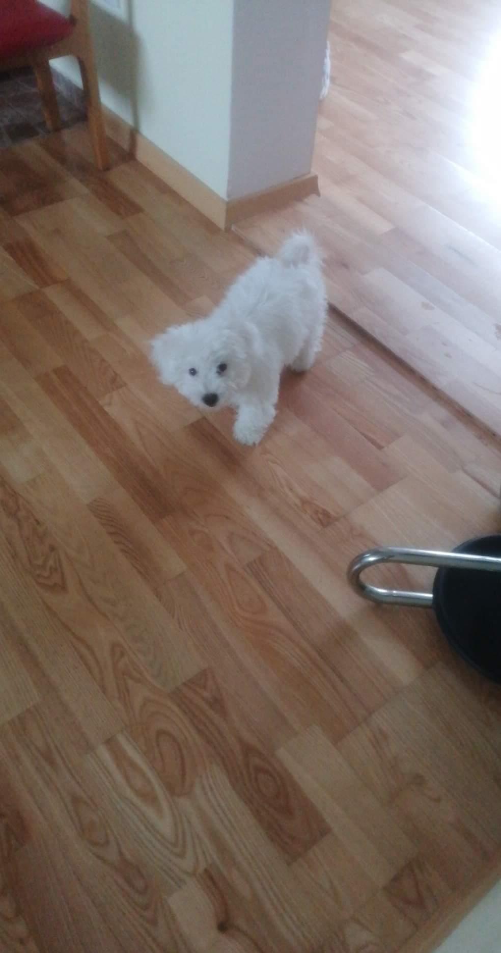 Vând pui de Bichon maltez mini toy