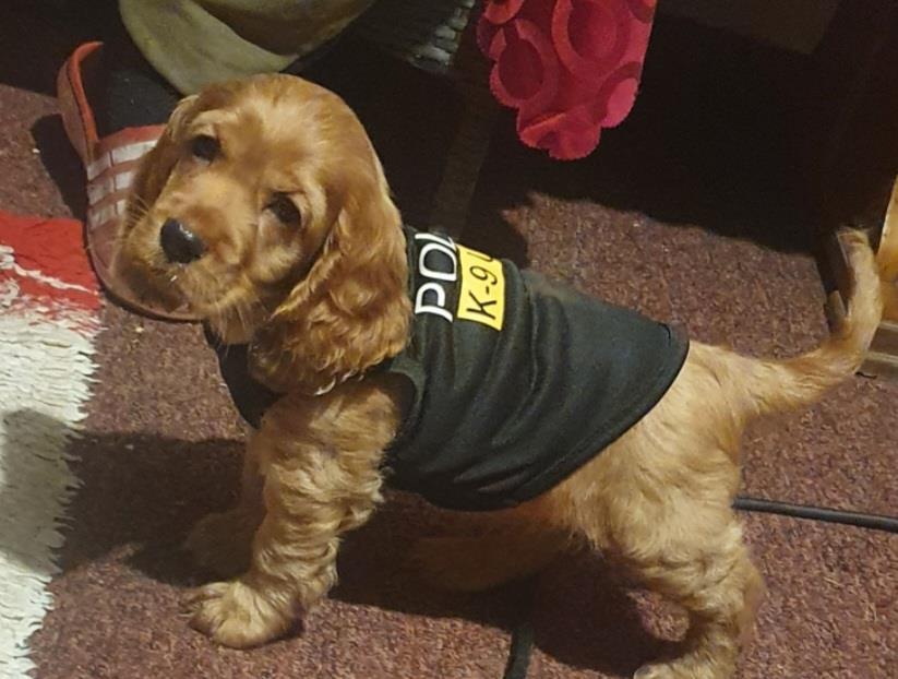 Vând pui de coker spaniel