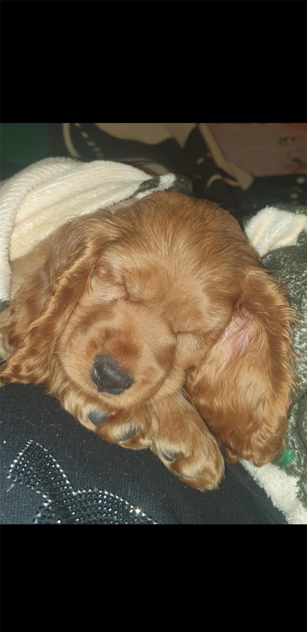 Vând pui de coker spaniel