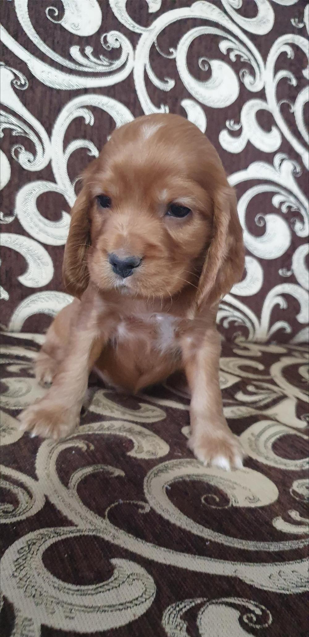 Vând pui de coker spaniel